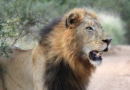 lion-head-1036452__180