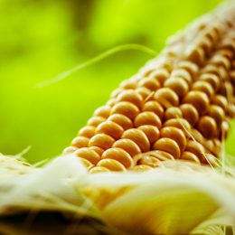 corn