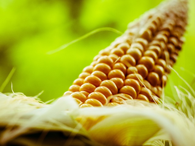 corn