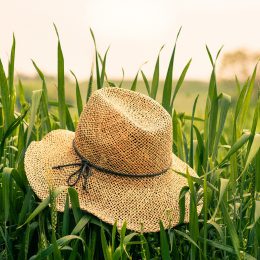 farm-1839718_1920
