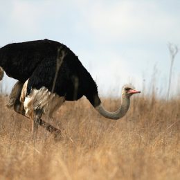 wild-1701781_640